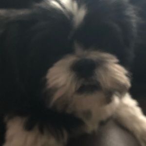 Meet your Posher, Dawn